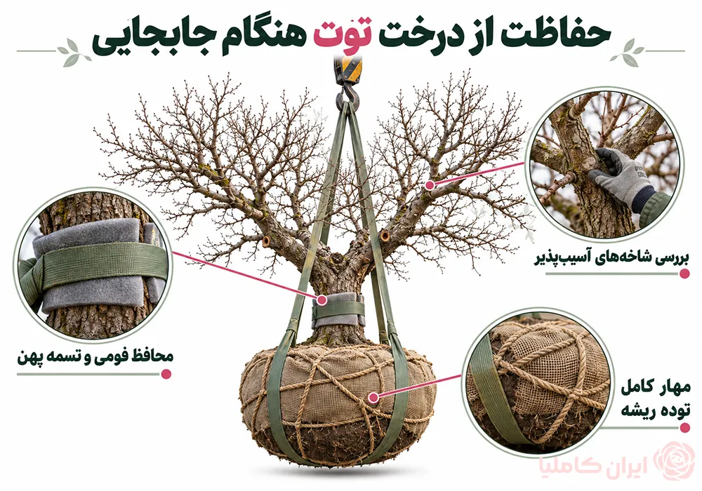 جابجایی درخت توت